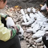 あきんど祭りの焼き芋その２