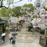 どなたもどうぞ。高津宮で花見【01】