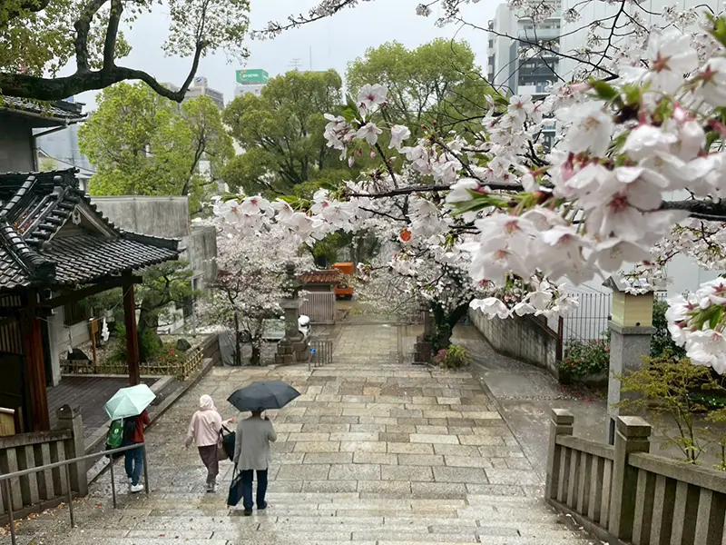 どなたもどうぞ。高津宮で花見【01】
