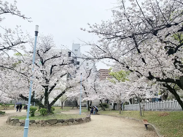 どなたもどうぞ。高津宮で花見